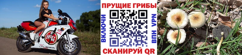 Купить  Люберцы  Псилоцибиновые грибы прущие грибы 